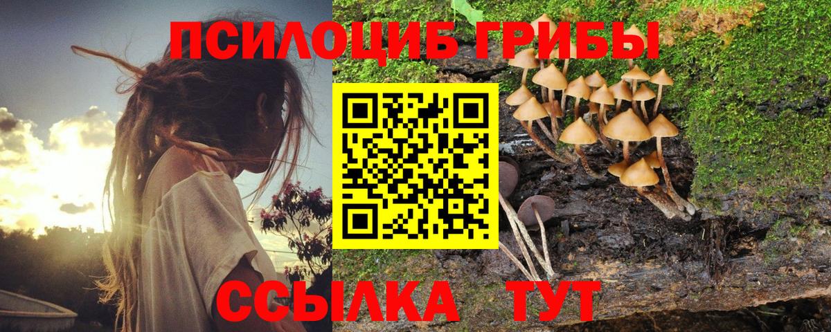 Псилоцибиновые грибы Psilocybe Вольск